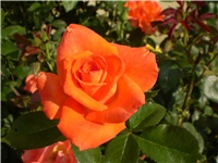 814d1cd0-Picture 2778.jpg